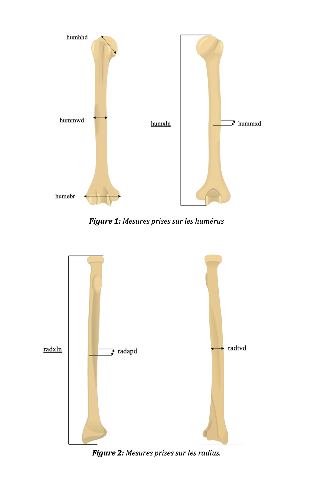 Diagrams of the measurement points on the humerus (maximum length, epicondylar breadth, head diameter, midshaft diameter) and the radius (maximum length, transverse and antero-posterior diameters at midshaft).